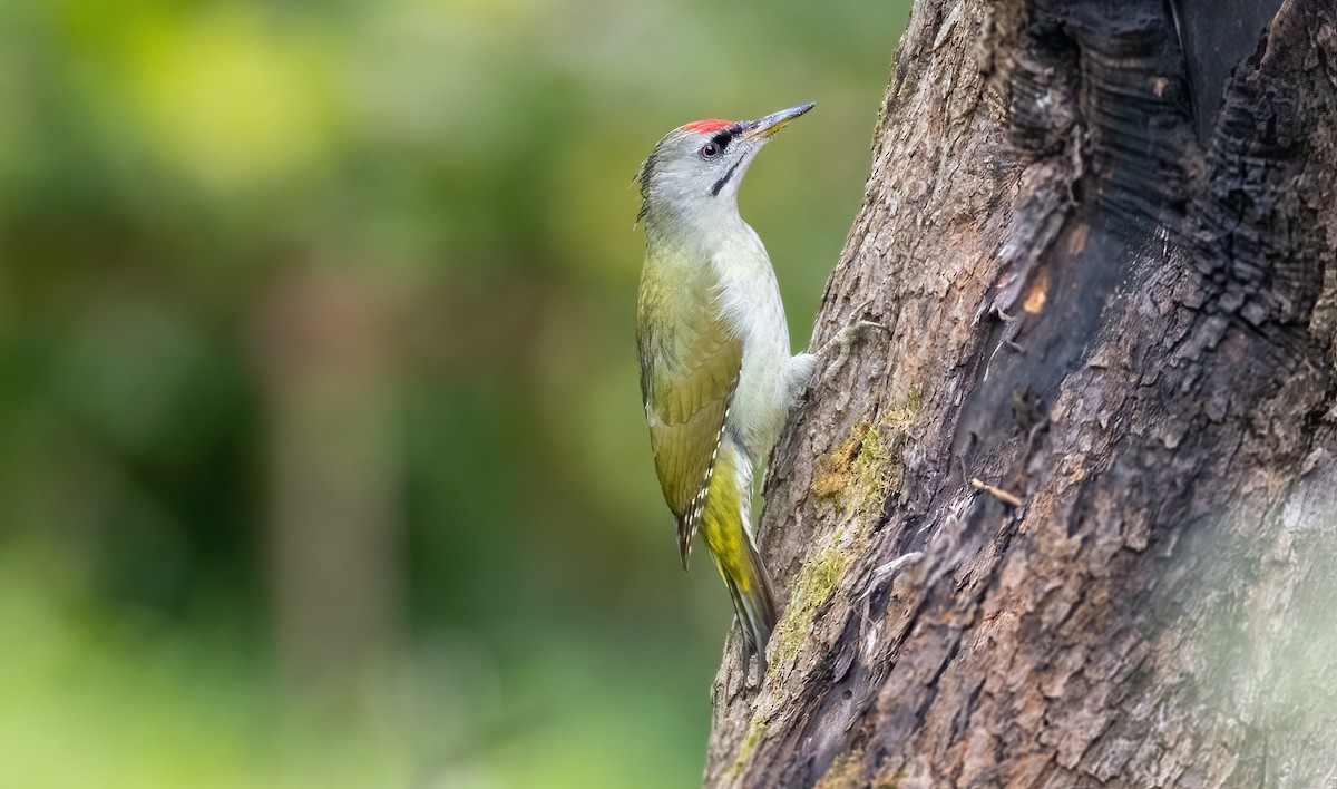 Gray-headed Woodpecker - David Knobloch