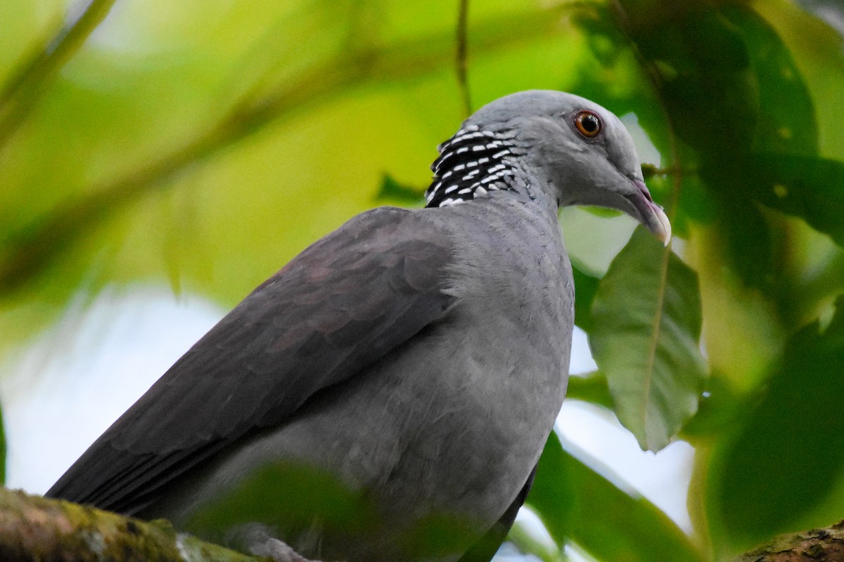 Nilgiri Wood-Pigeon - Krishnamoorthy Muthirulan