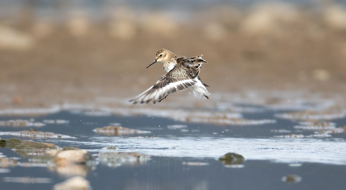 Dunlin - David Knobloch