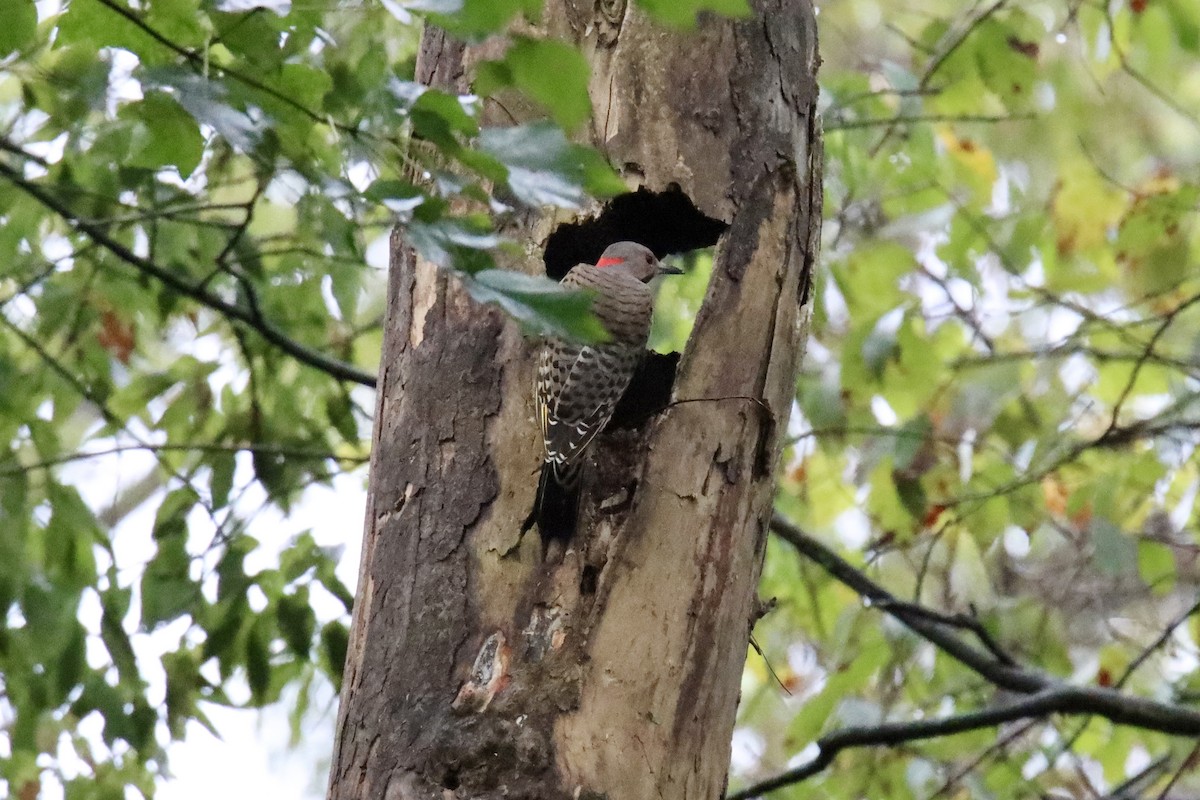 Northern Flicker (Yellow-shafted) - ML489604521