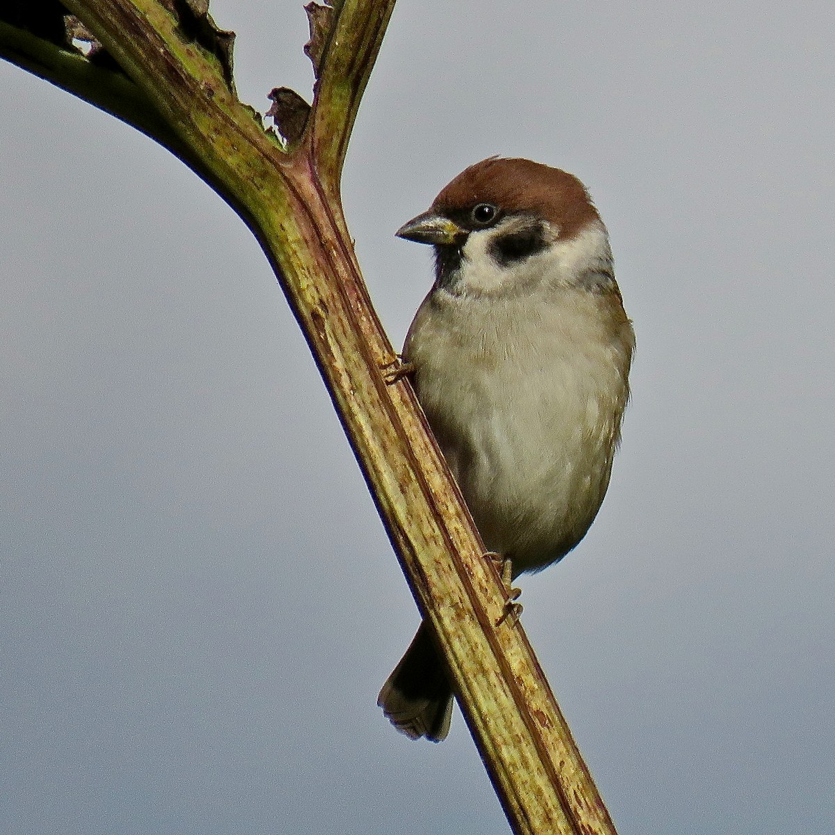 Eurasian Tree Sparrow - ML489604781