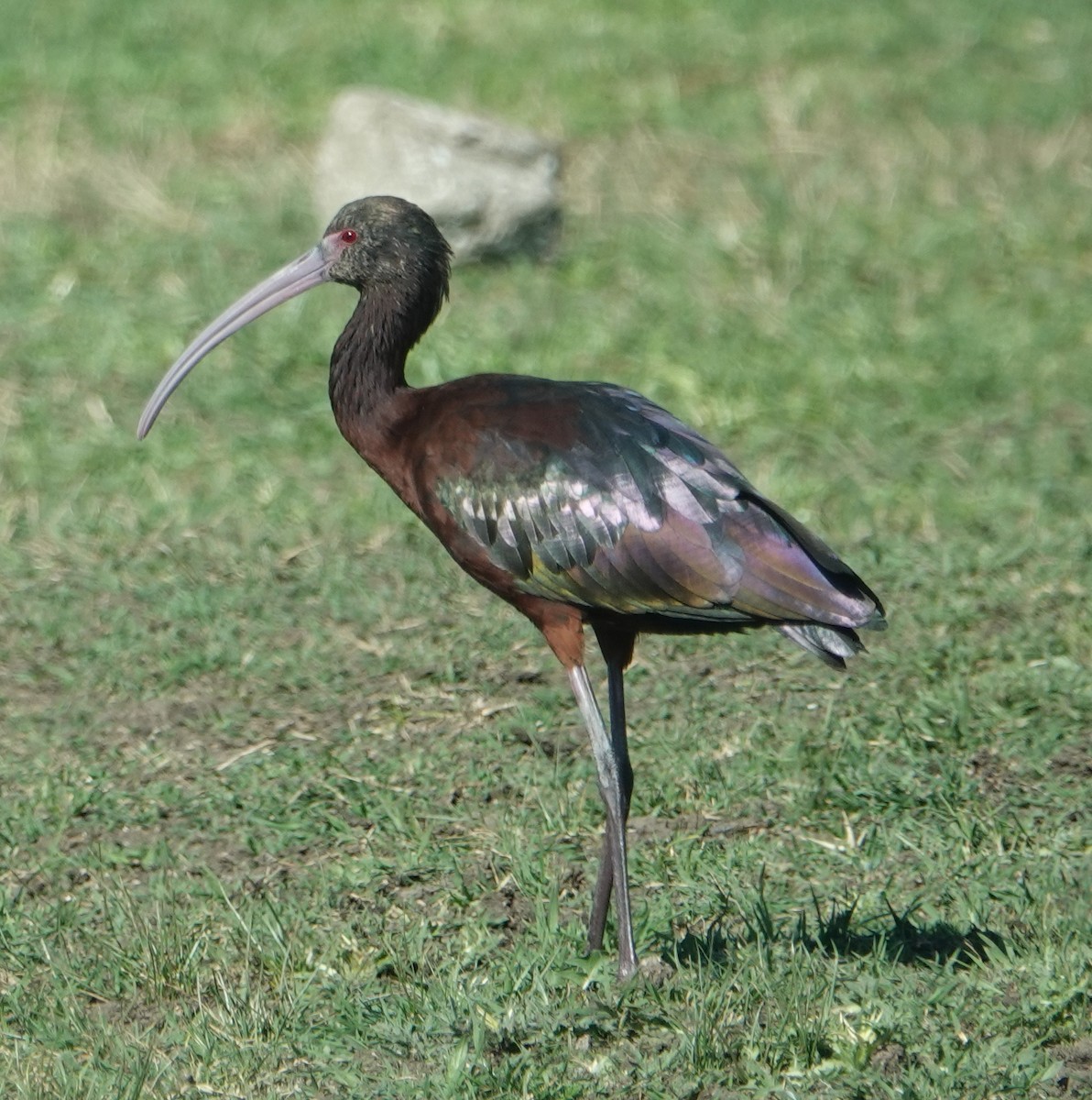 White-faced Ibis - ML489606561