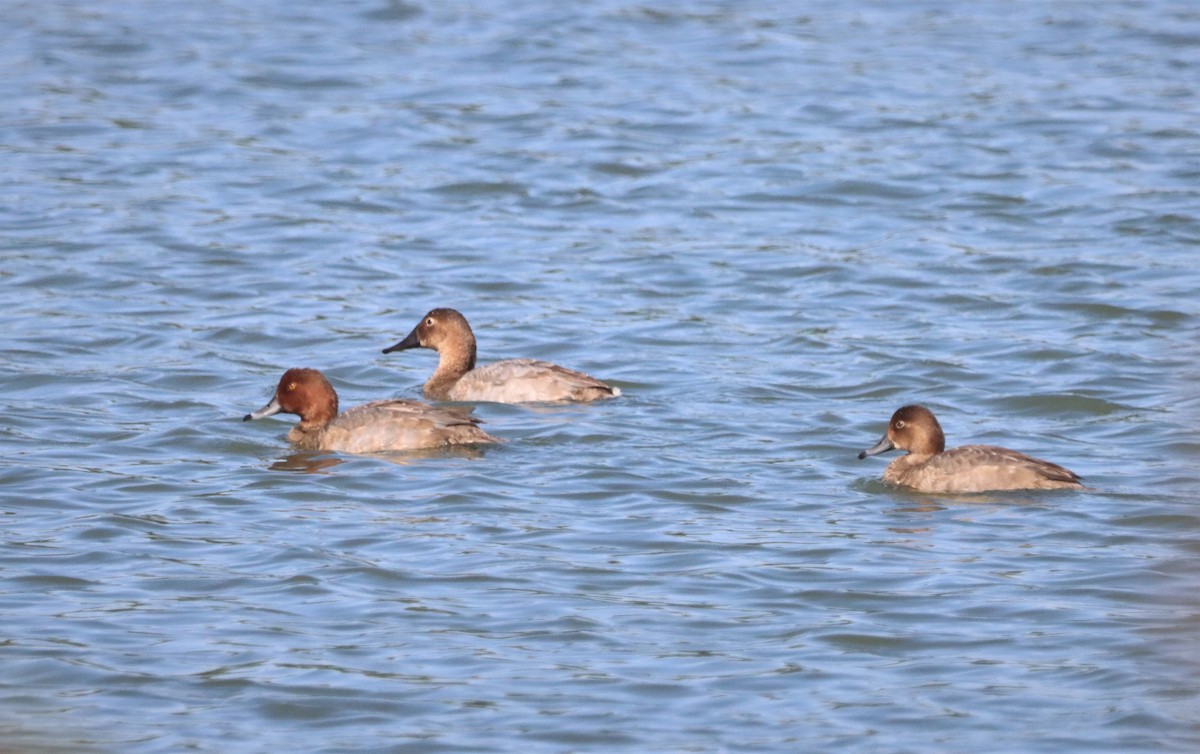 Canvasback - ML489607561