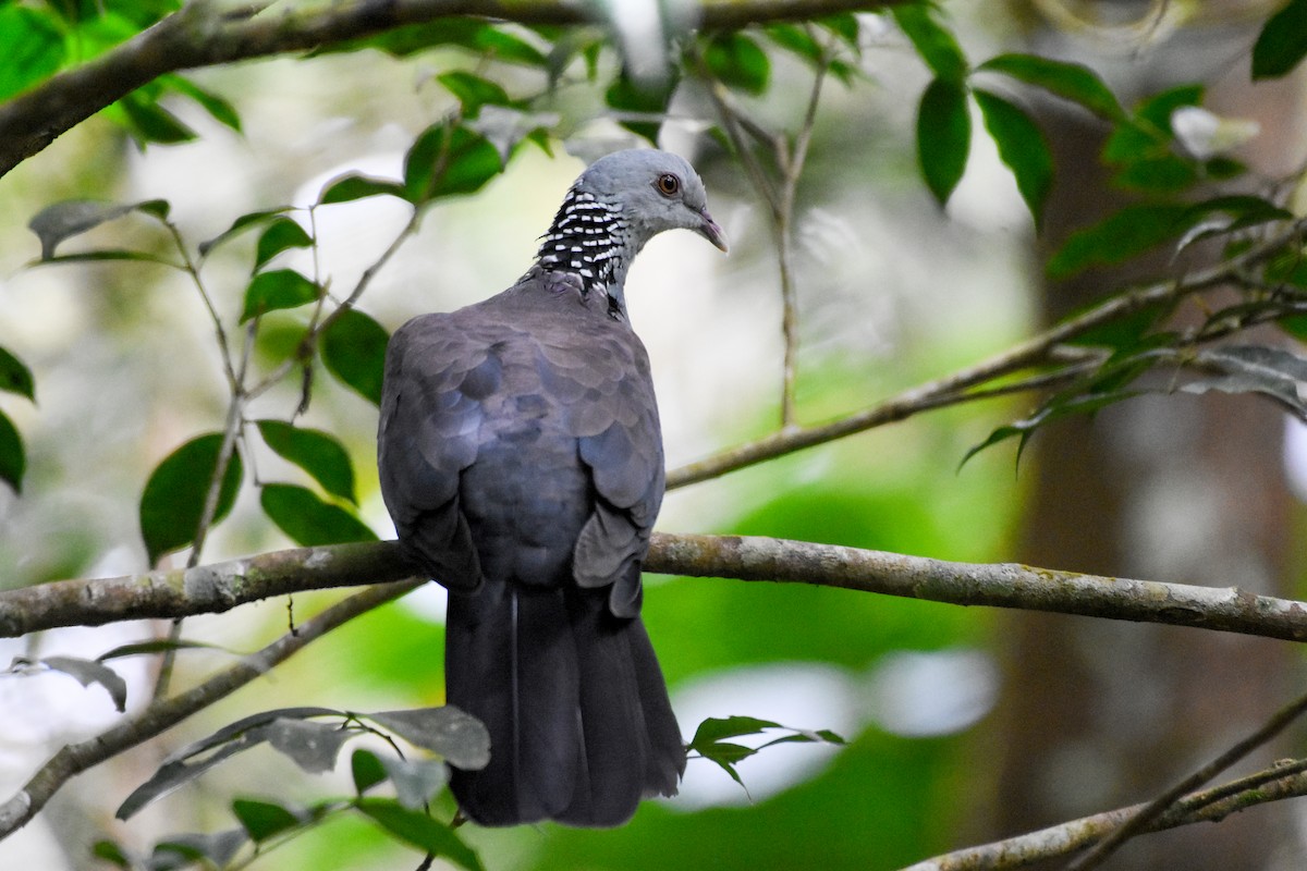 Nilgiri Wood-Pigeon - ML489608061