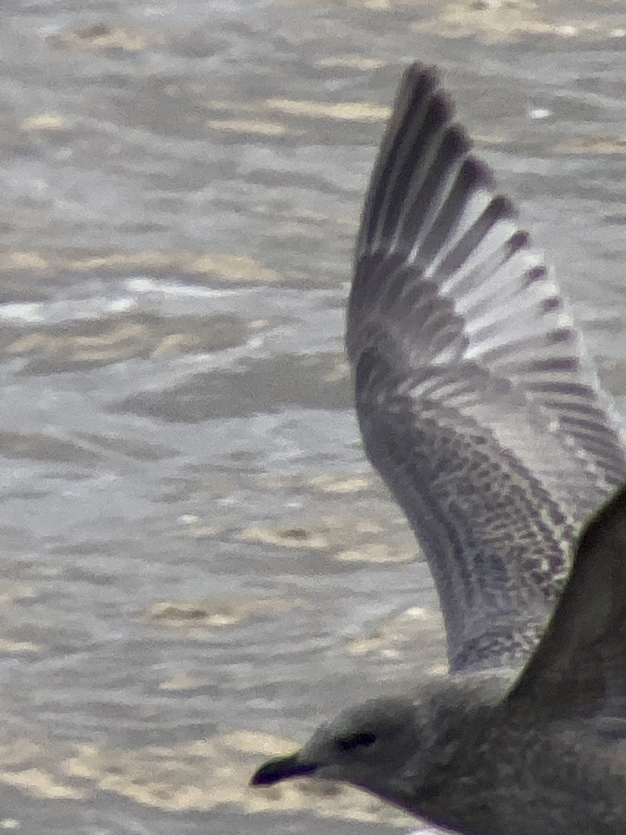 Gaviota Groenlandesa (thayeri) - ML489609601