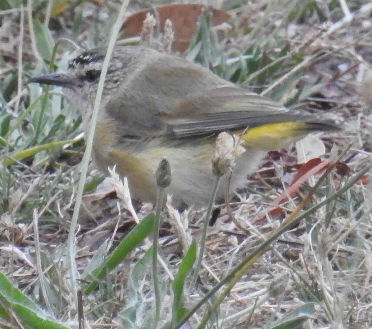 Yellow-rumped Thornbill - ML48960981