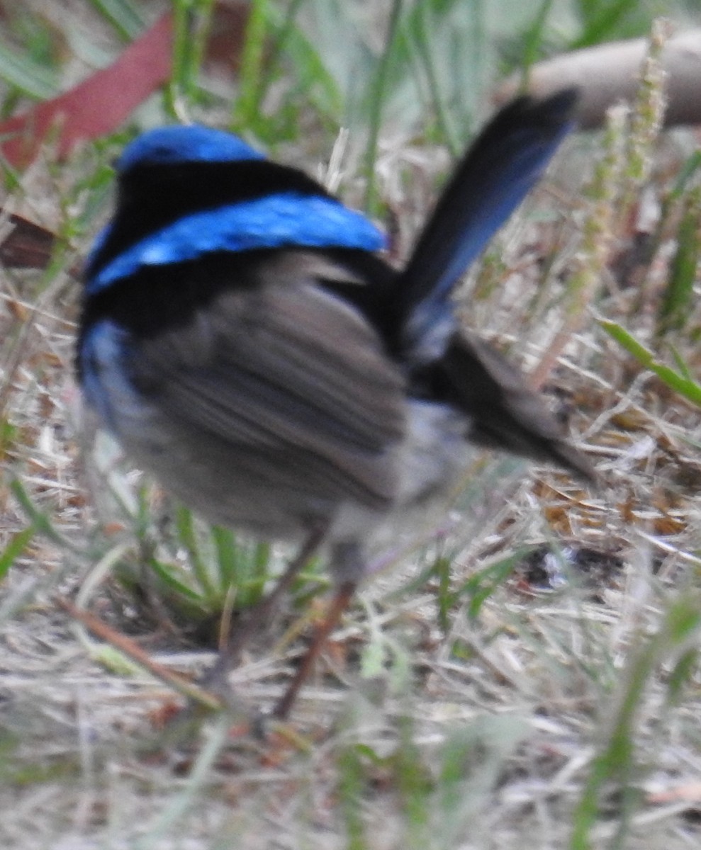 Superb Fairywren - ML48961071