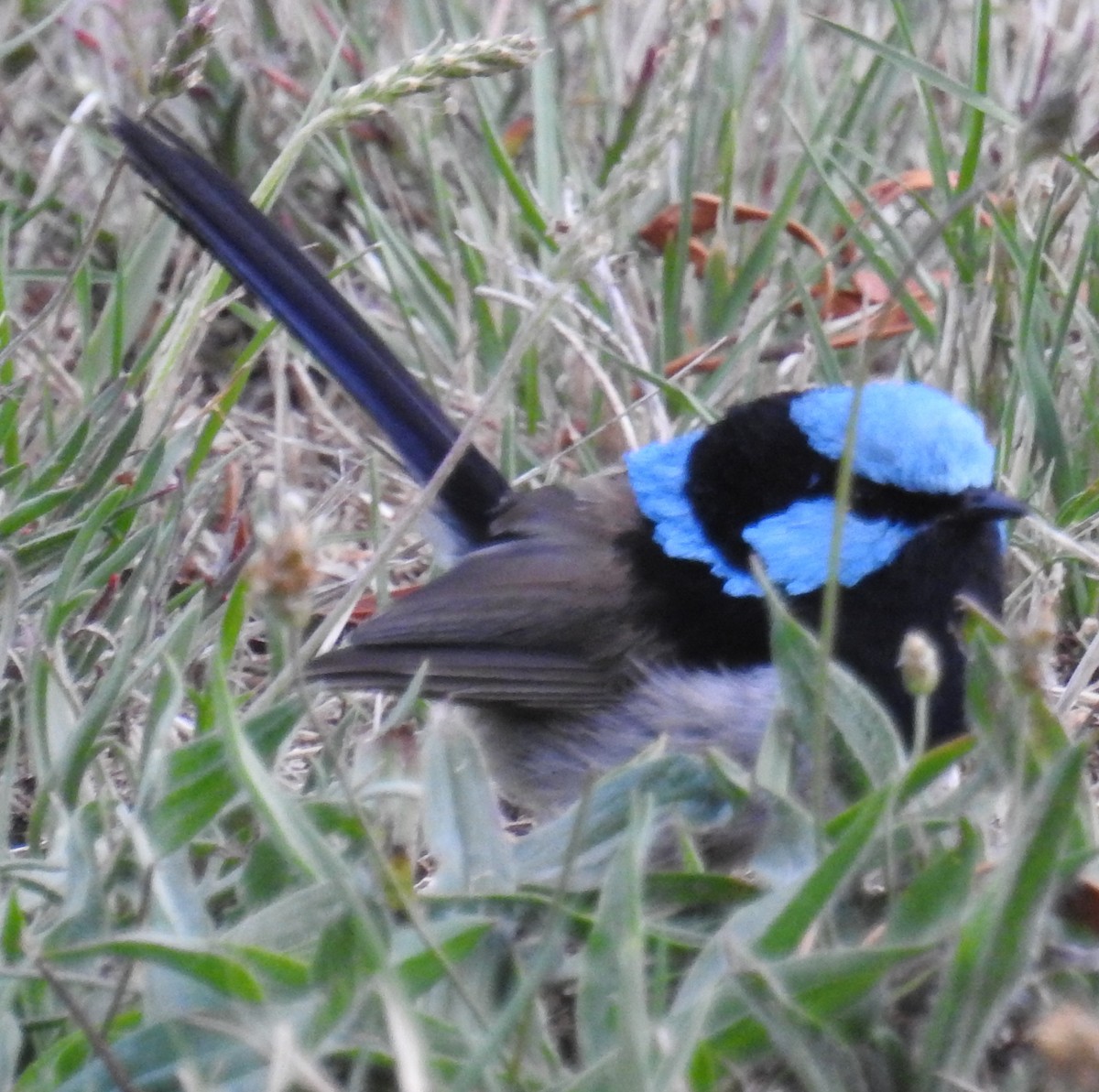 Superb Fairywren - ML48961091