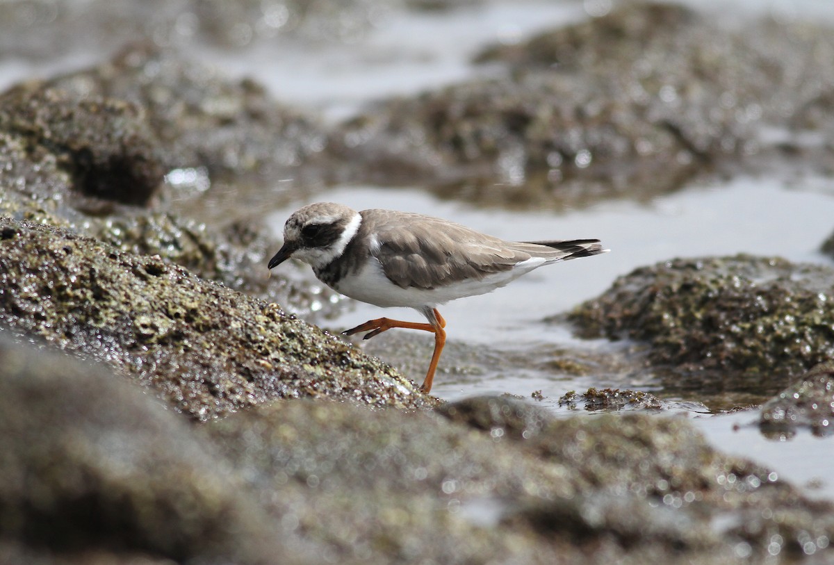 Common Ringed Plover - ML489610981