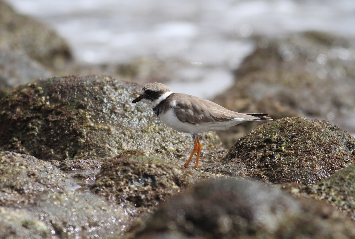 Common Ringed Plover - ML489610991