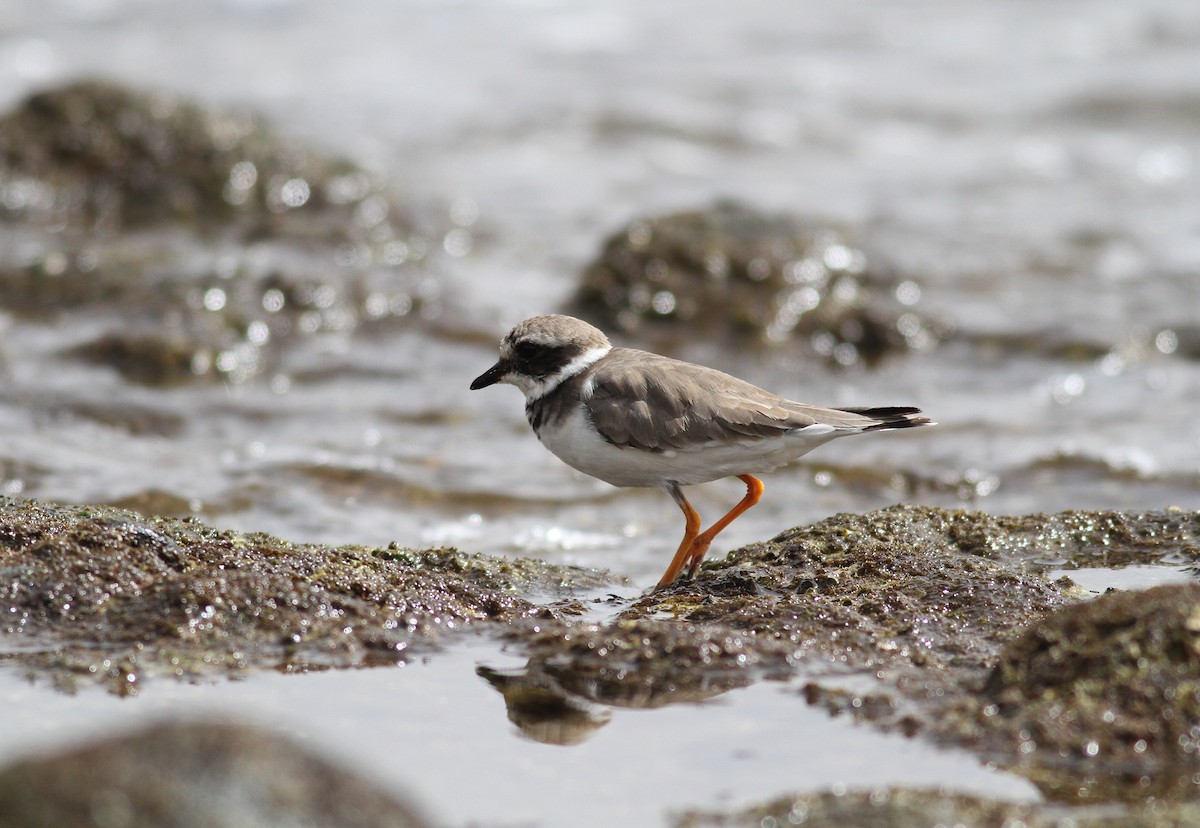 Common Ringed Plover - ML489611001