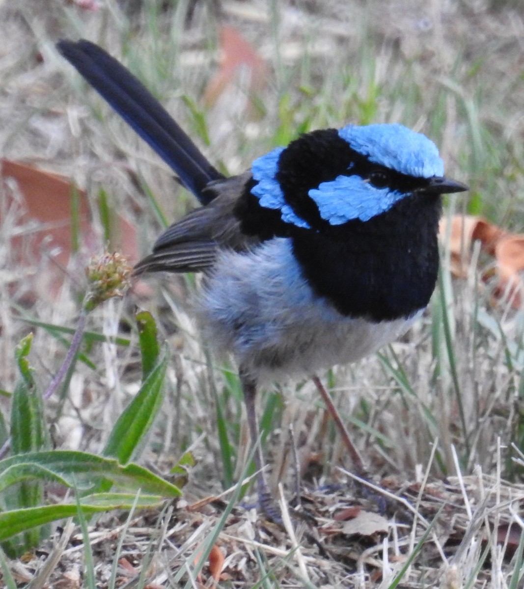 Superb Fairywren - Colin Trainor