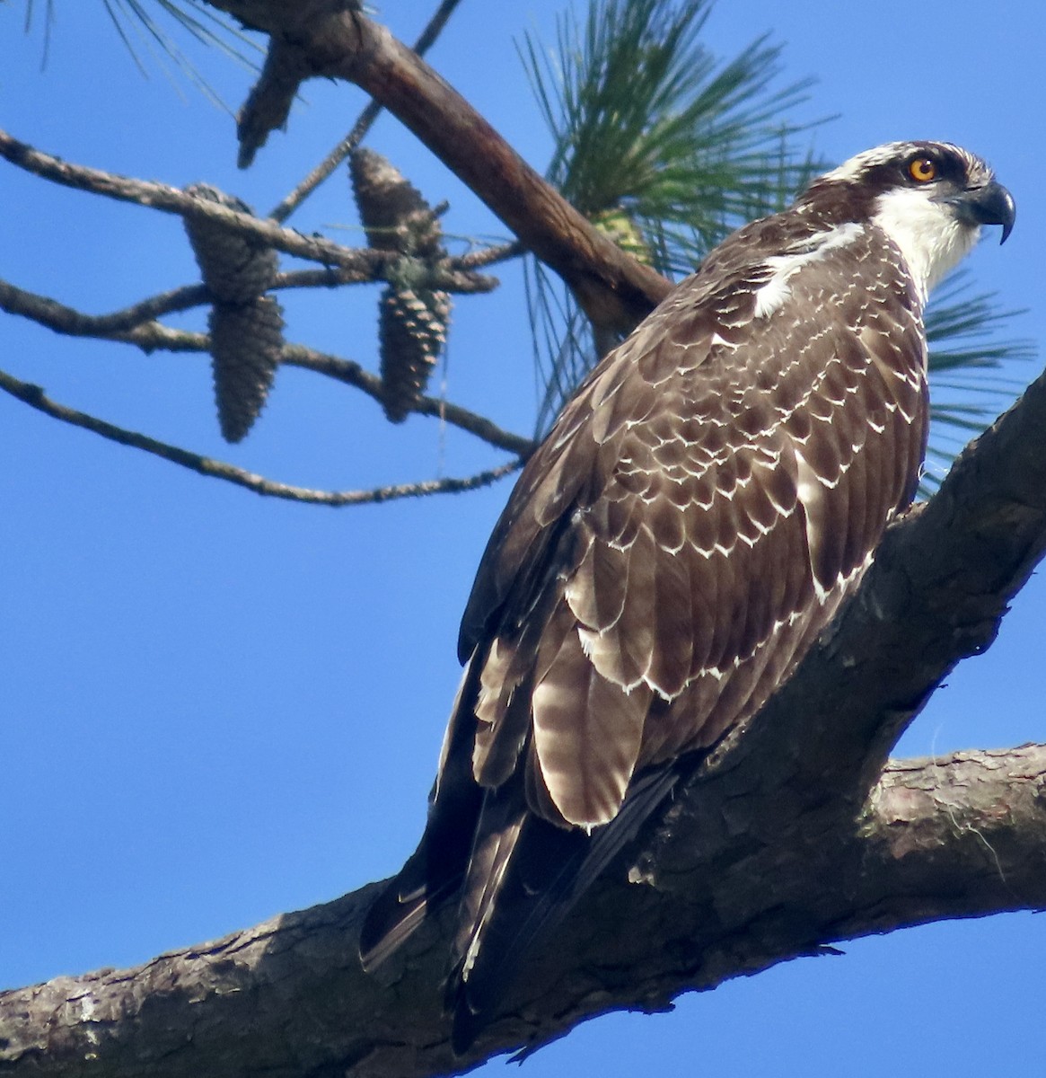 Águila Pescadora - ML489611111