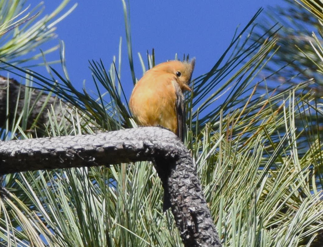 Tufted Flycatcher - Chris Rohrer