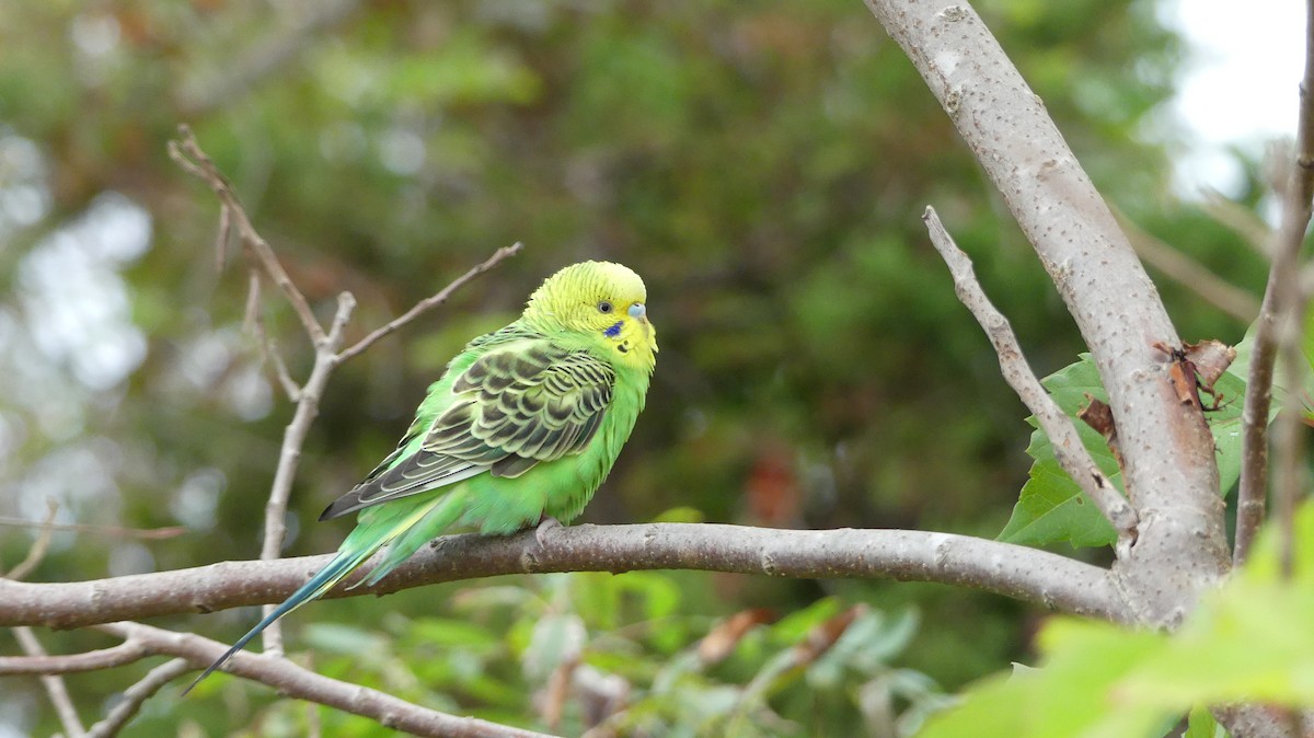 Budgerigar (Domestic type) - ML489613941