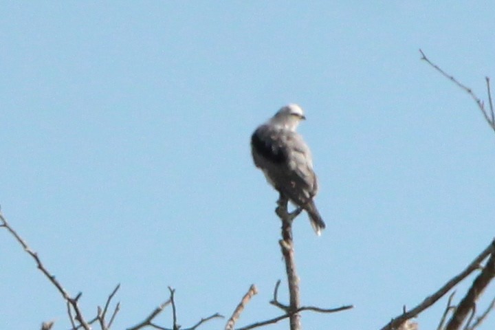 White-tailed Kite - ML489615091