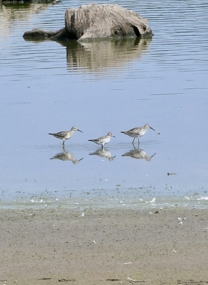 Stilt Sandpiper - Jessica Coss