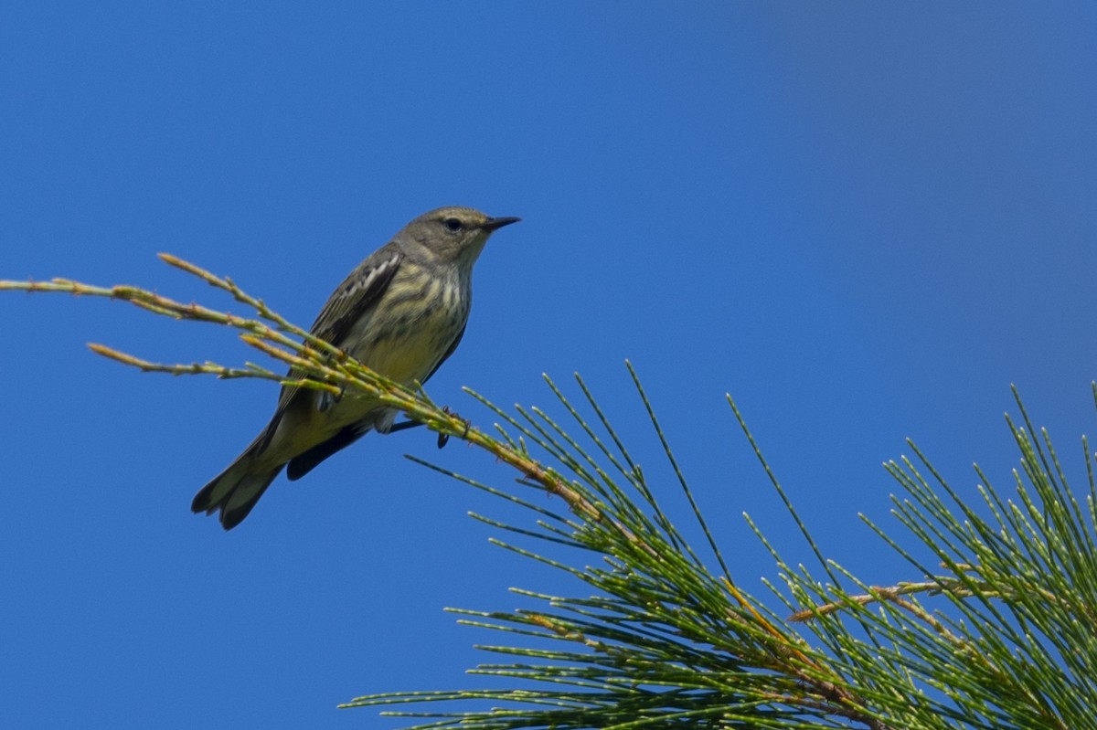 Cape May Warbler - ML489616071