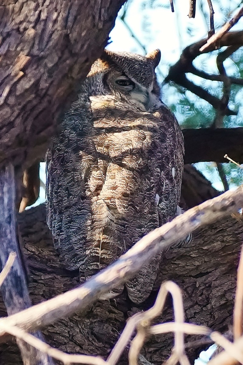 Great Horned Owl - ML489616611