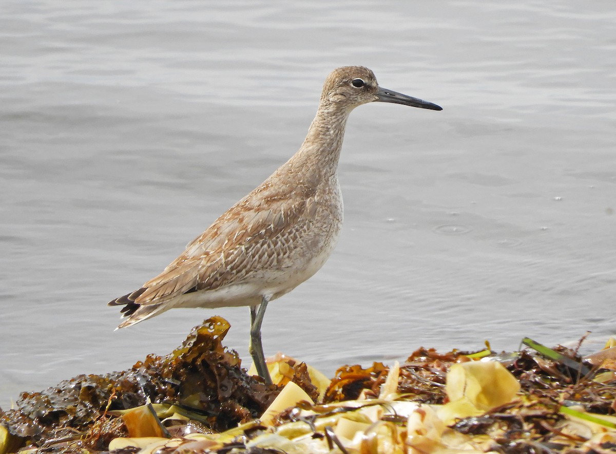 Willet (Eastern) - ML489618241