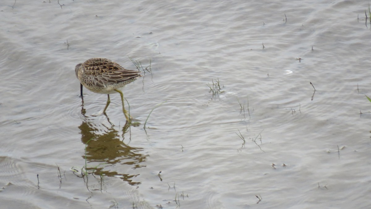 Long-billed Dowitcher - ML489619681