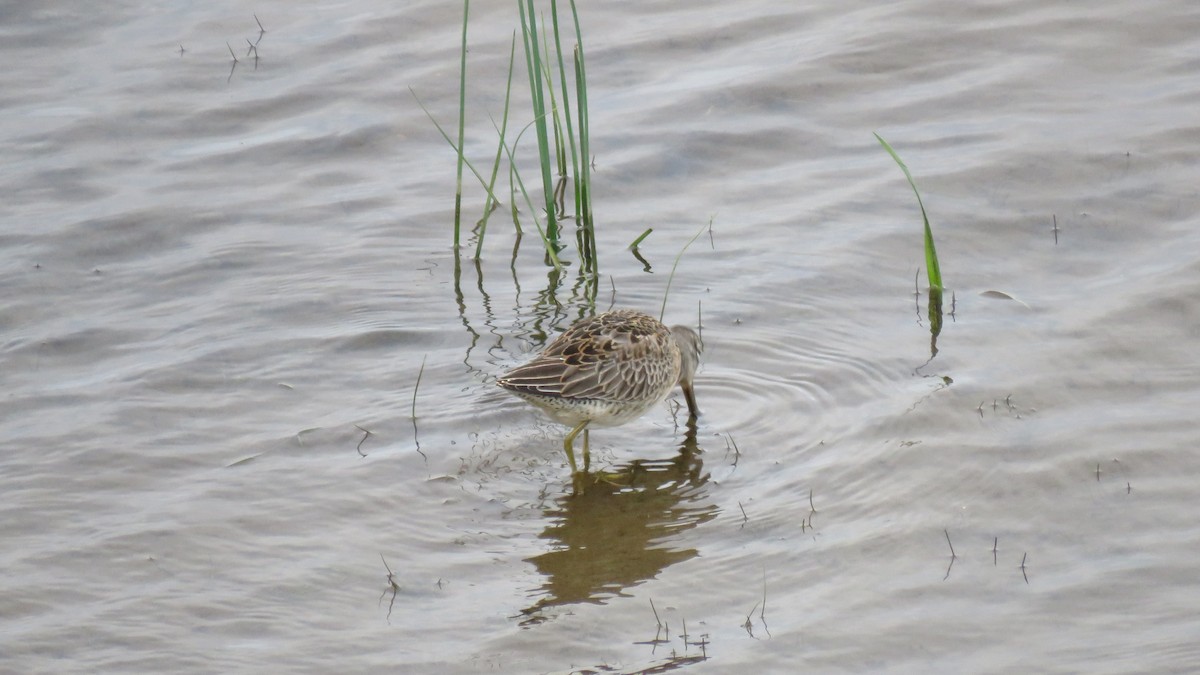 Long-billed Dowitcher - ML489619691