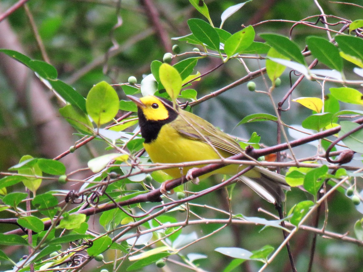 Hooded Warbler - Marc Ribaudo