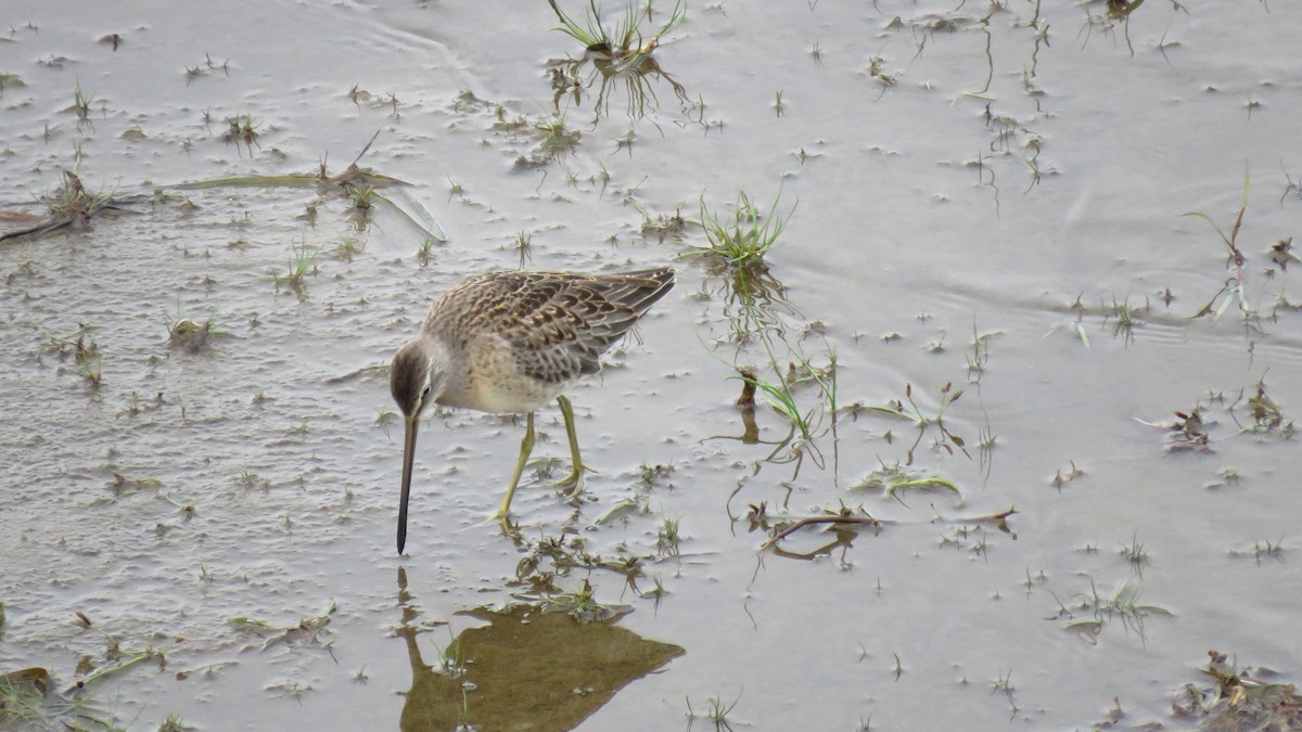 Long-billed Dowitcher - ML489620271