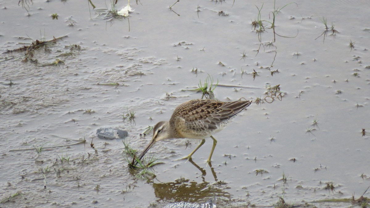 Long-billed Dowitcher - ML489620281