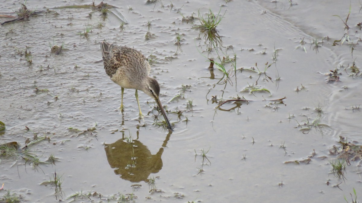 Long-billed Dowitcher - ML489620291