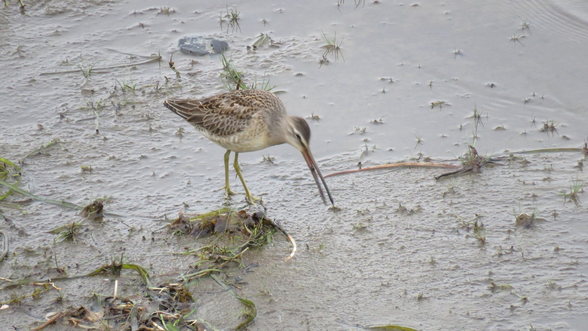 Long-billed Dowitcher - Allan Strong