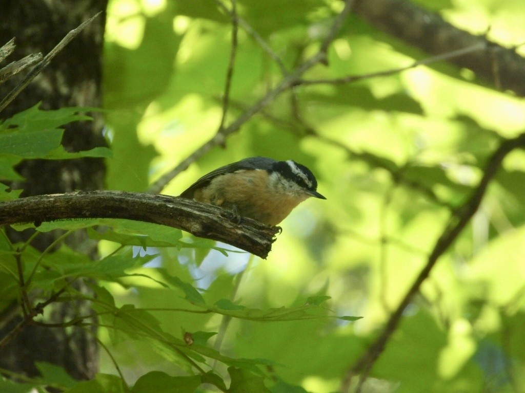 Red-breasted Nuthatch - ML489620311