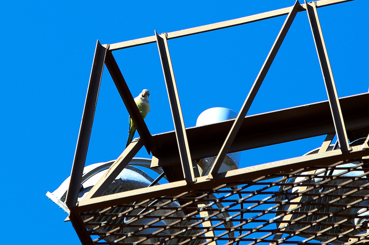 Monk Parakeet - ML48962191