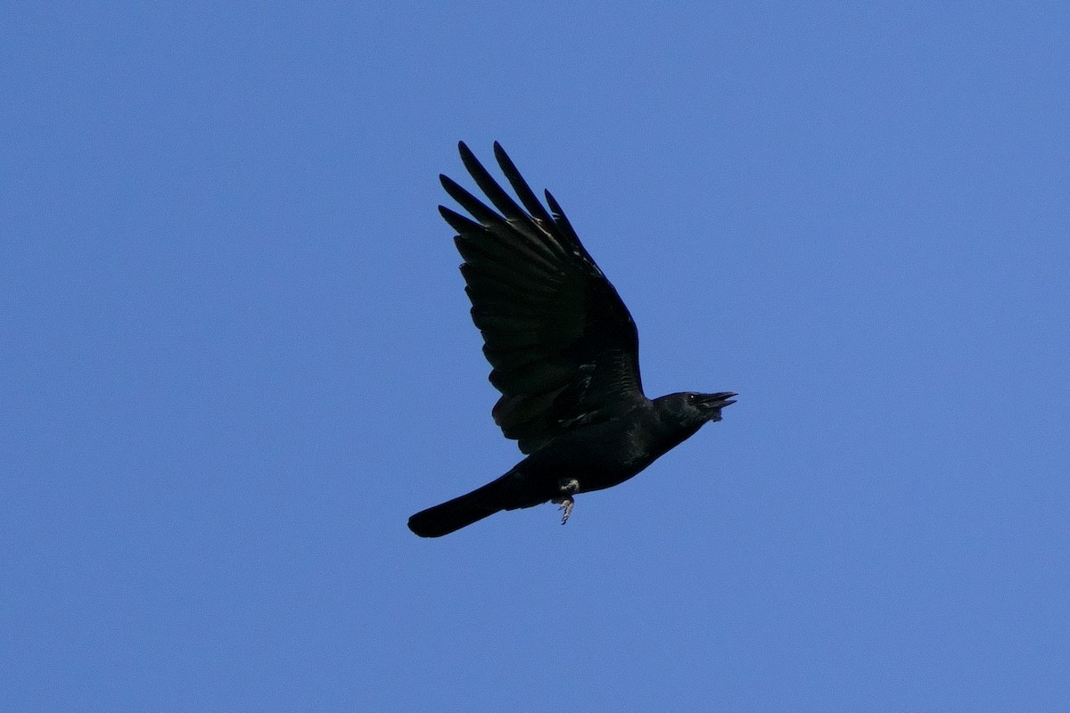 American Crow - ML489623731