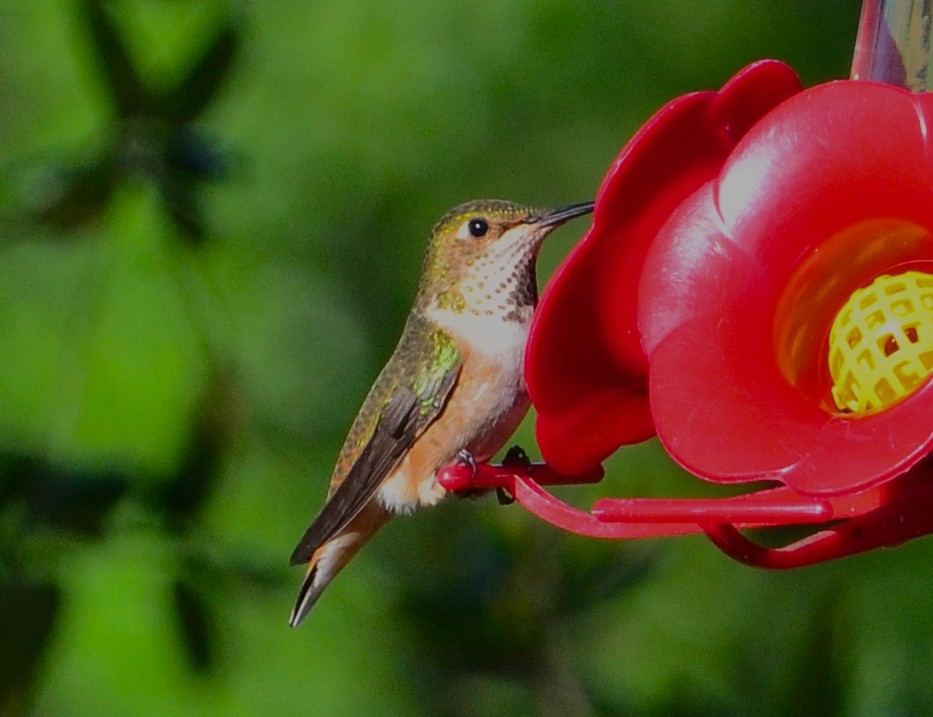 Rufous/Allen's Hummingbird - ML48962401