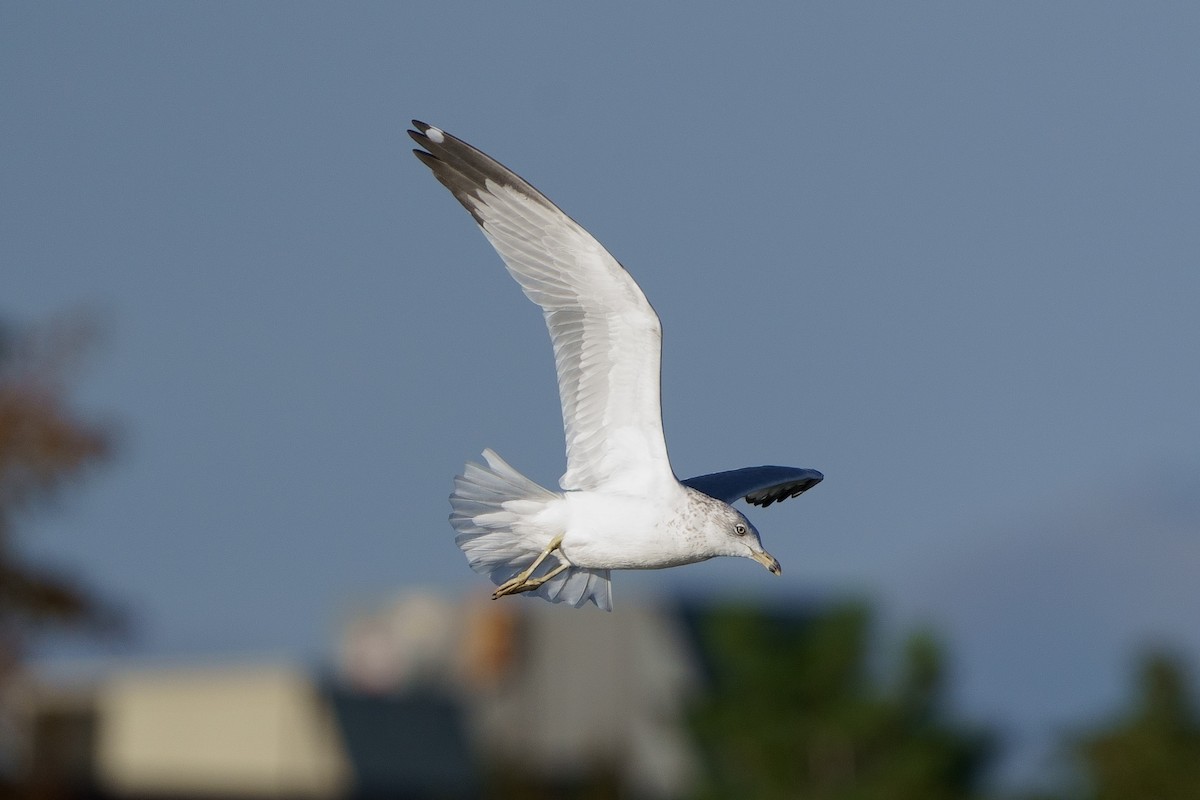 Ring-billed Gull - ML489624061