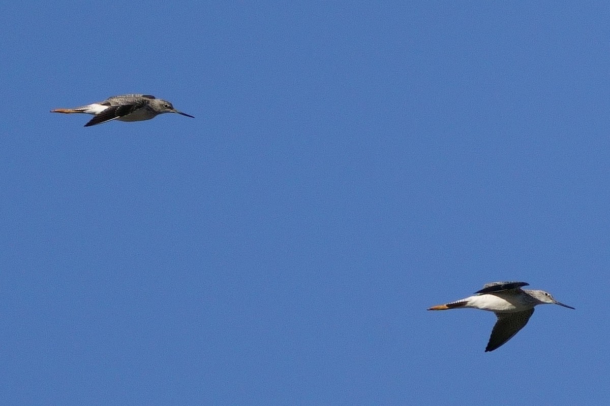 Greater Yellowlegs - ML489624081