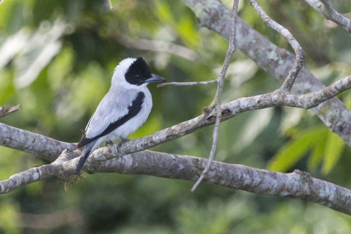 Black-crowned Tityra - Oswaldo Hernández Sánchez