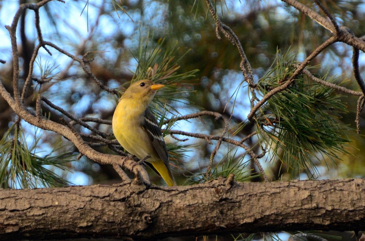 Western Tanager - ML48962701