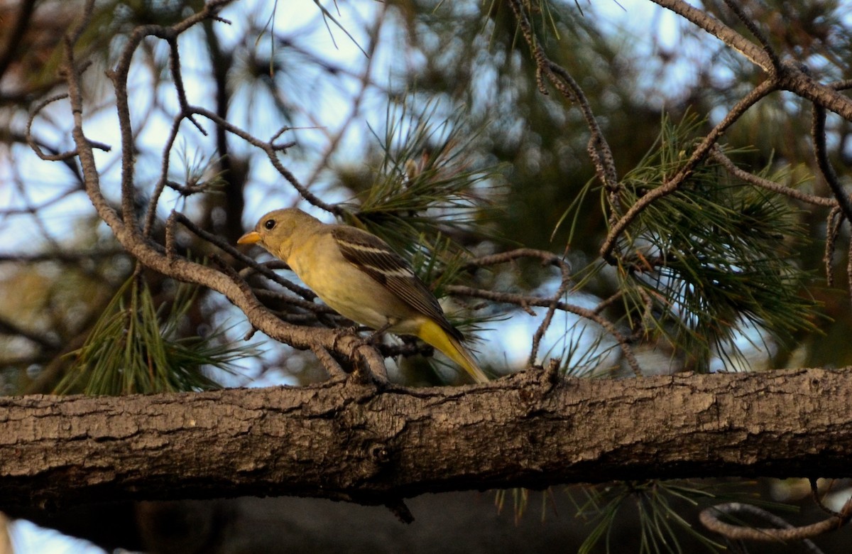 Western Tanager - ML48962731