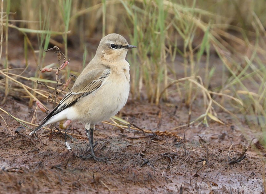 Northern Wheatear - ML489627401