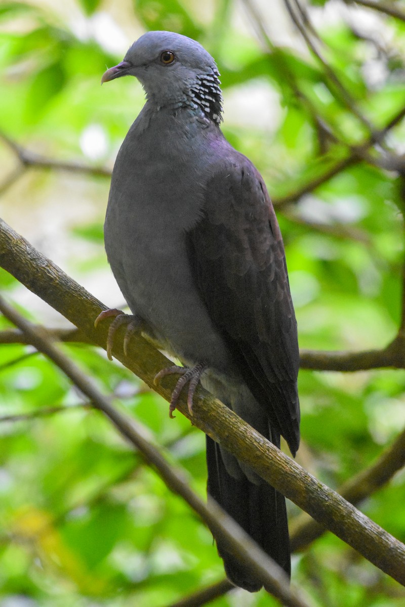 Pigeon d'Elphinstone - ML489629301