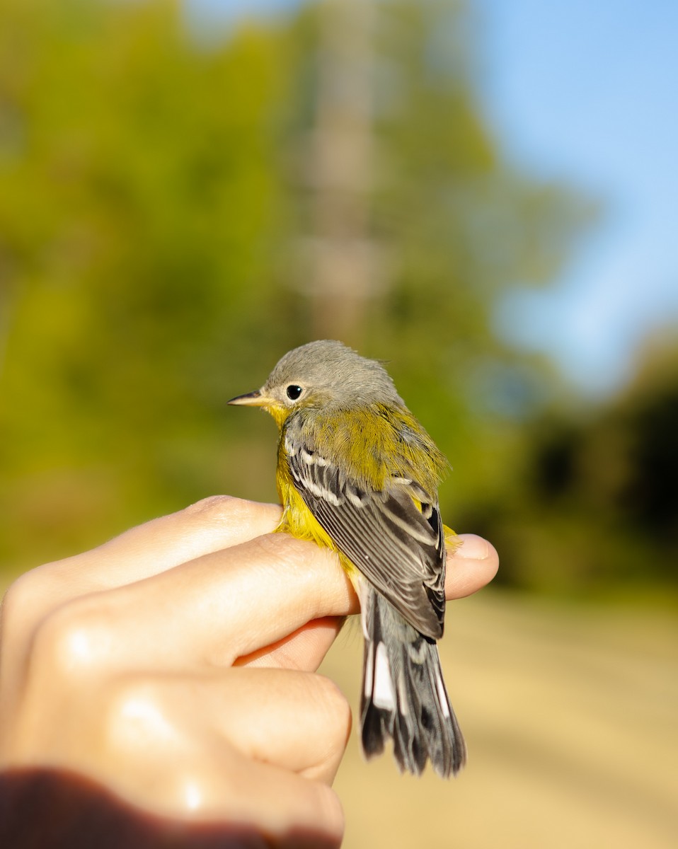 Magnolia Warbler - ML489629611