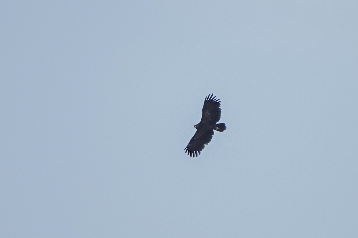 Greater Spotted Eagle - ML489630171