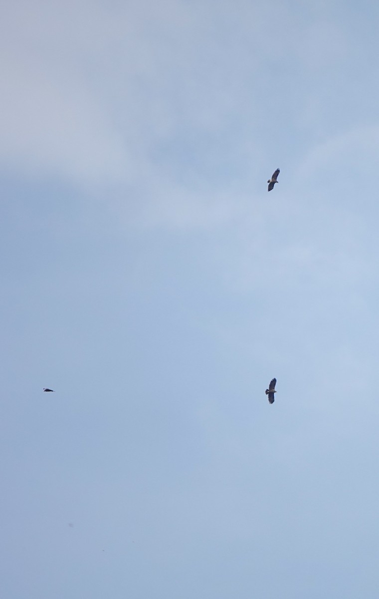 Greater Spotted Eagle - ML489630181