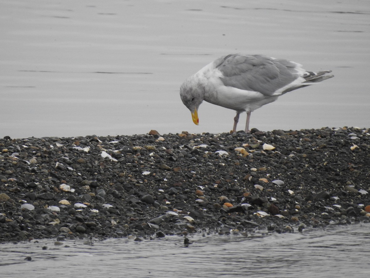 Glaucous-winged Gull - ML489632611