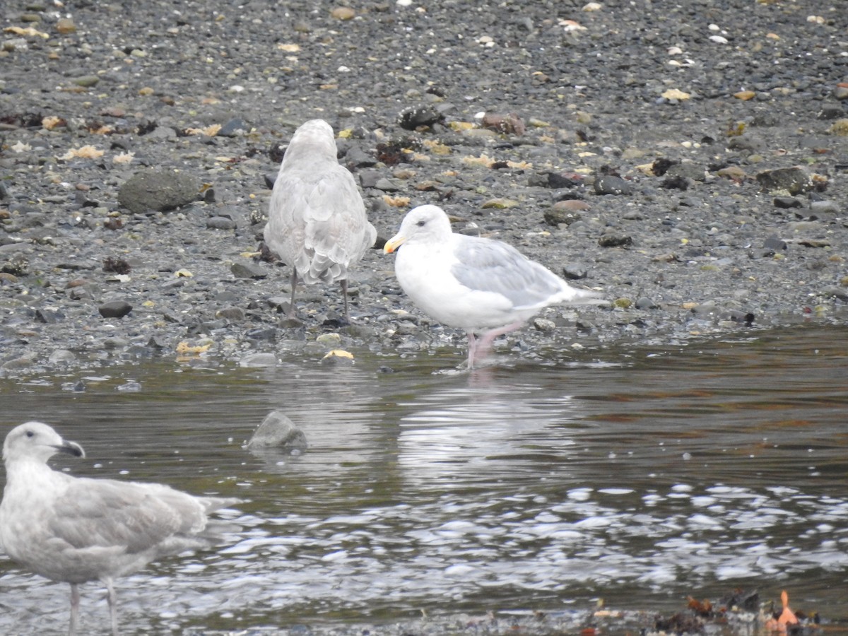 Glaucous-winged Gull - ML489632641