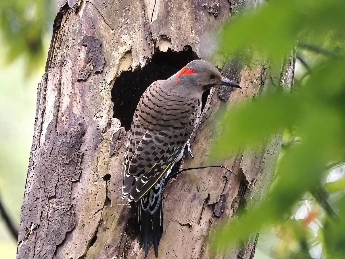 Northern Flicker (Yellow-shafted) - ML489633101