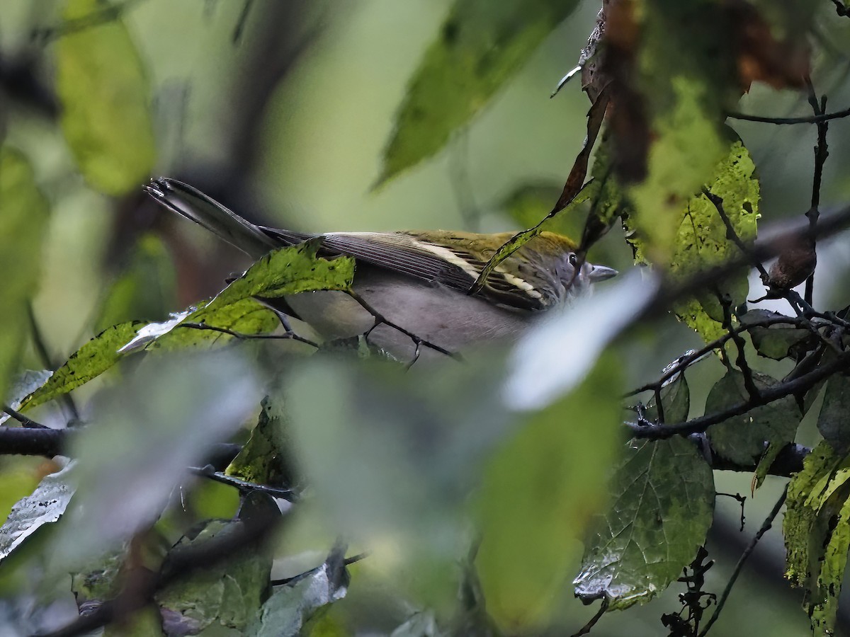 Chestnut-sided Warbler - ML489634621