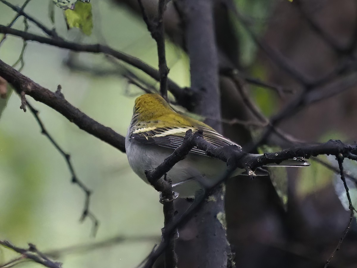 Chestnut-sided Warbler - ML489634631